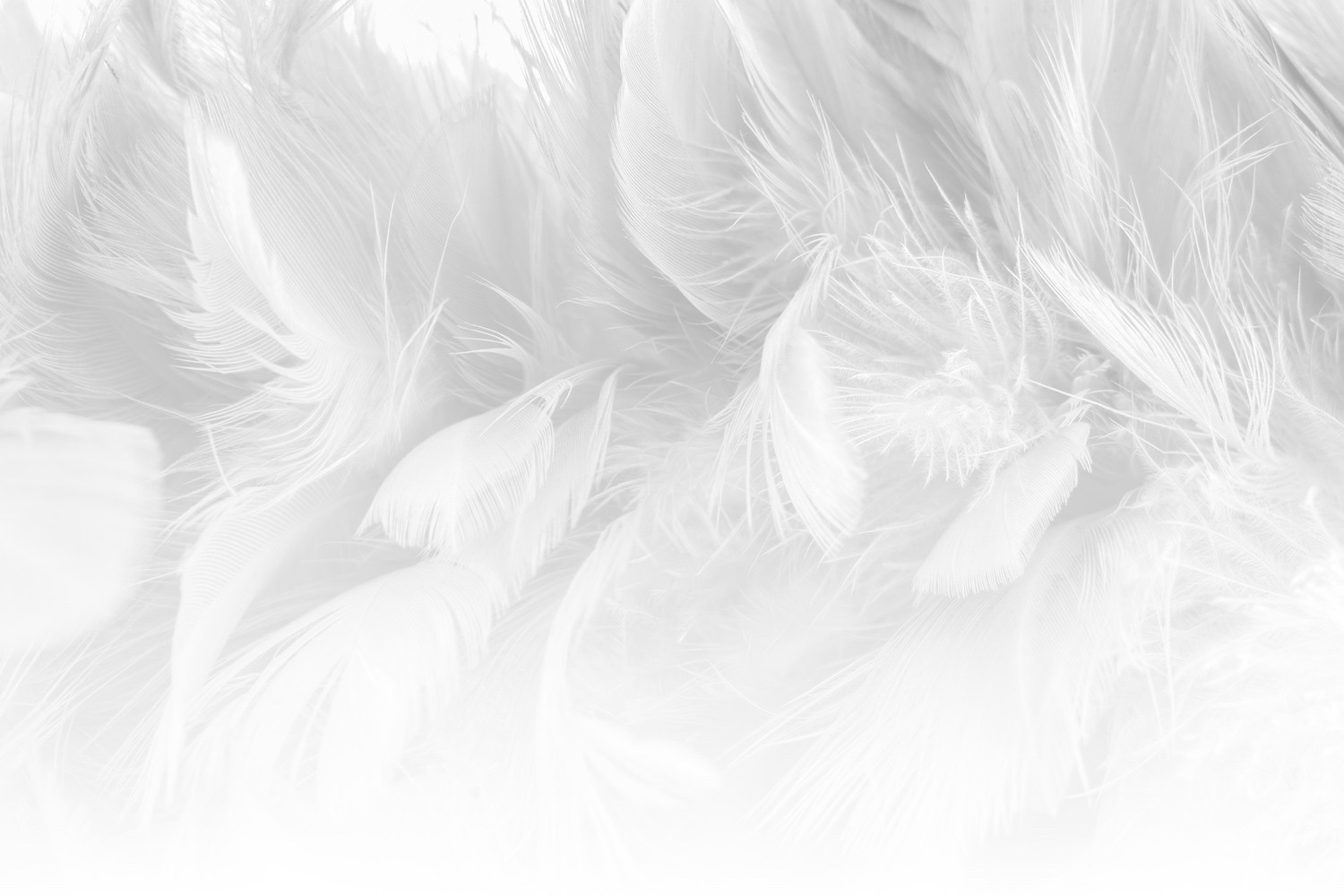 Siberian Goose Down Duvet ผ้านวมน้ำหนักเบาคัดสรรจากวัตถุดิบจากธรรมชาติ